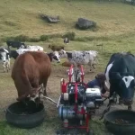 Ordeño de dos vacas con cantina móvil