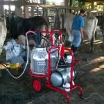 Ordeño de la vaca con unidad automática