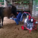 Ordeño de la vaca con unidad automática